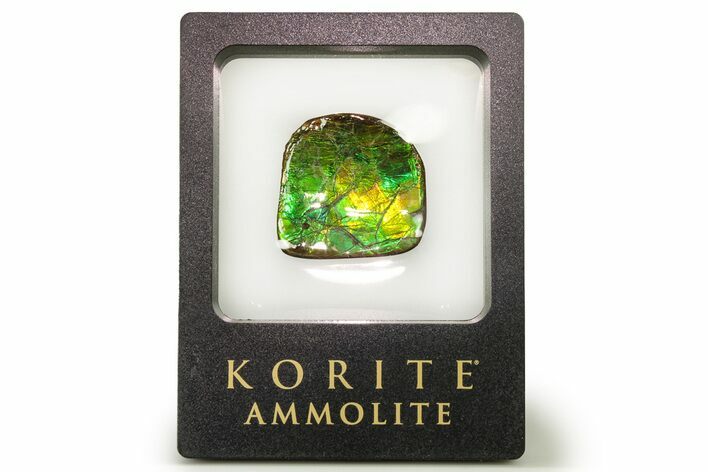 Iridescent Ammolite (Fossil Ammonite Shell) - Alberta #258234